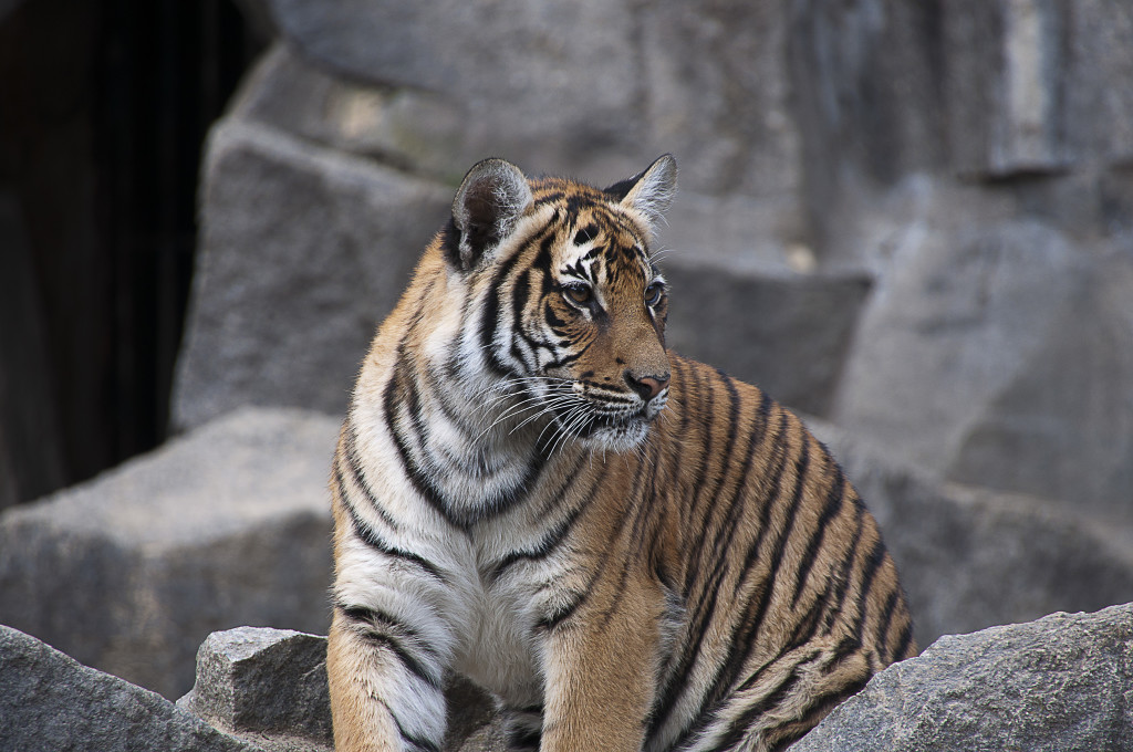 beautiful tiger cub